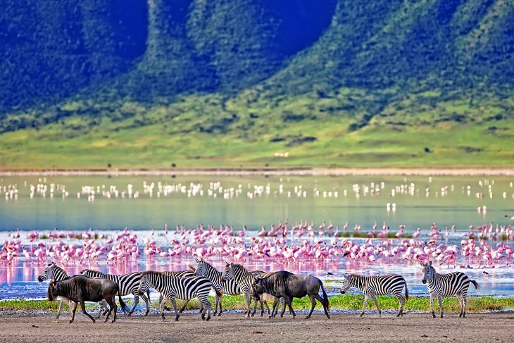 Zebra, wildebeest, and flamingos in the Ngorongoro Crater