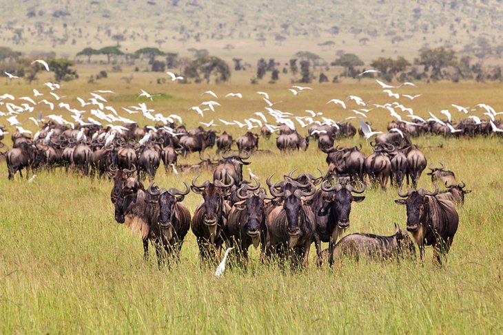 Wildebeest in the Serengeti National Park