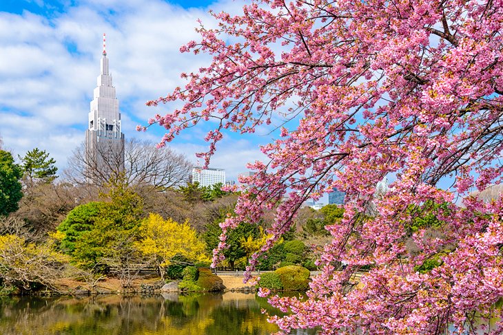 Cherry blossoms in Shinjuku Gyoen National Garden
