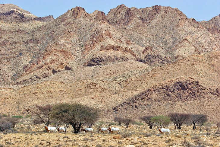 Scimitar-horned oryx in Bou-Hedma National Park