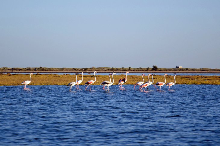 Flamingos at Ras Rmal