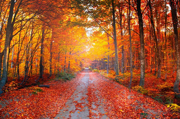 Осенние краски в национальном парке Улудаг