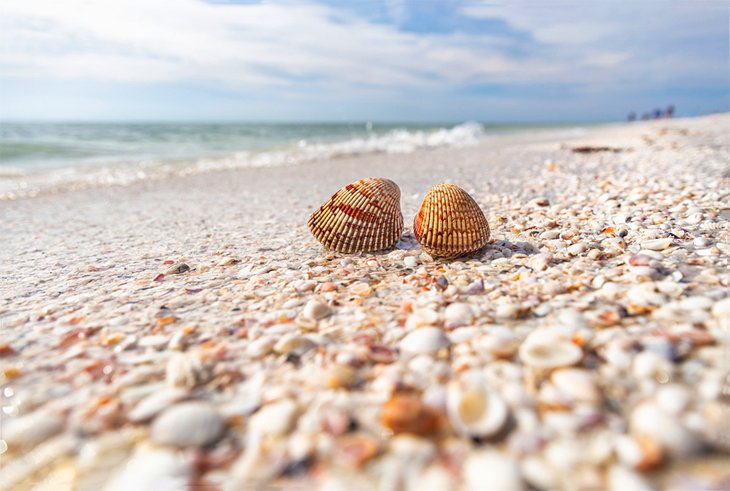 Shells on the beach on Sanibel Island