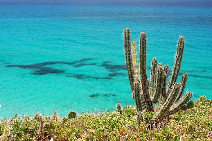 Cactus et eau claire sur l'île de Los Frailes