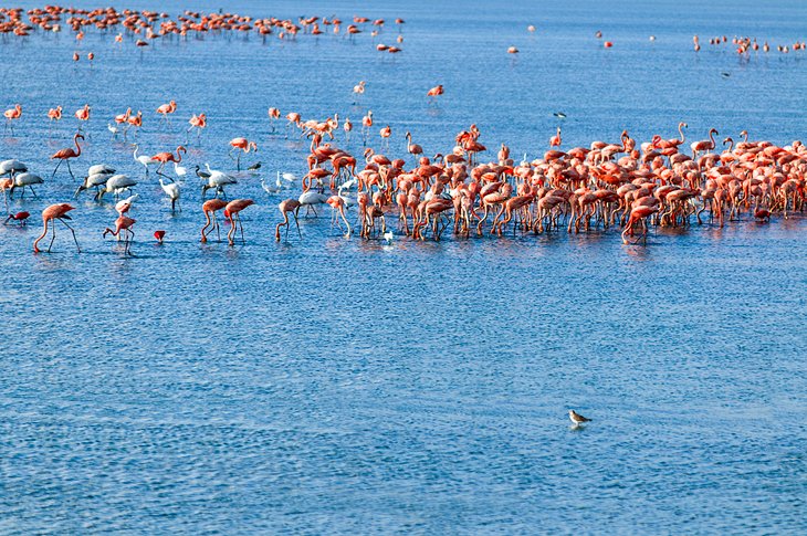 Flamingolar Morrocoy Ulusal Parkı'nda