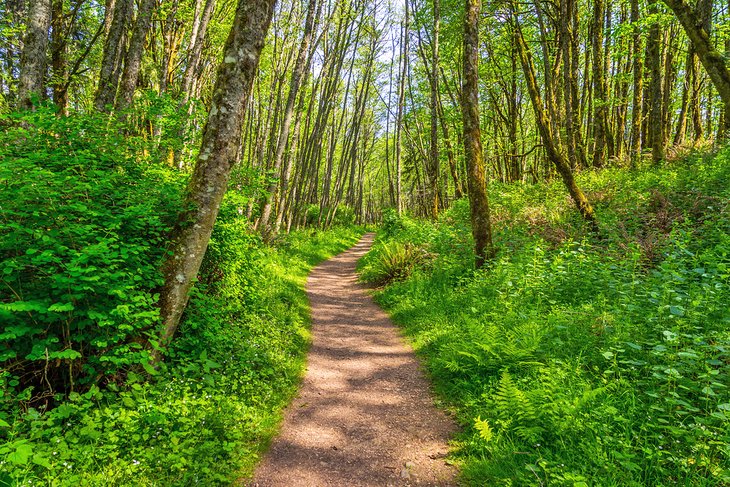 Trail at Cougar Mountain Regional Wildland Park