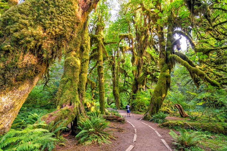 Hoh Rainforest, Olympic National Park