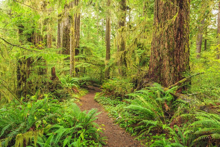 Hoh River Trail