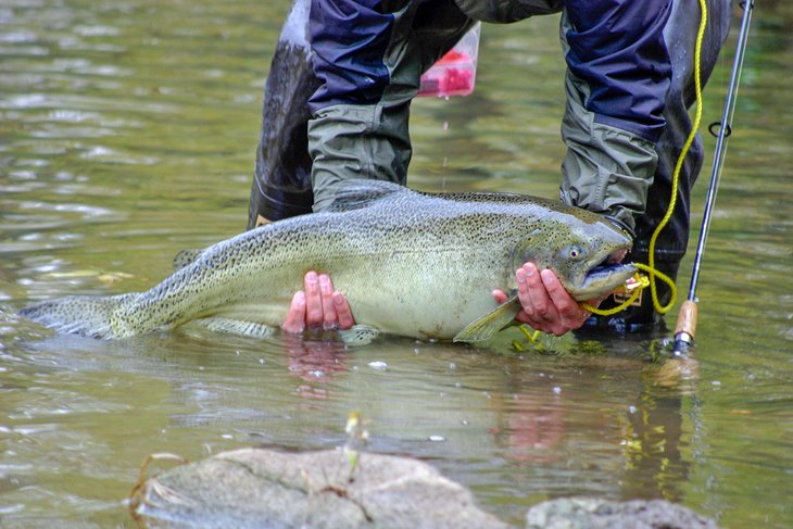 Fall salmon fishing on Lake Michigan