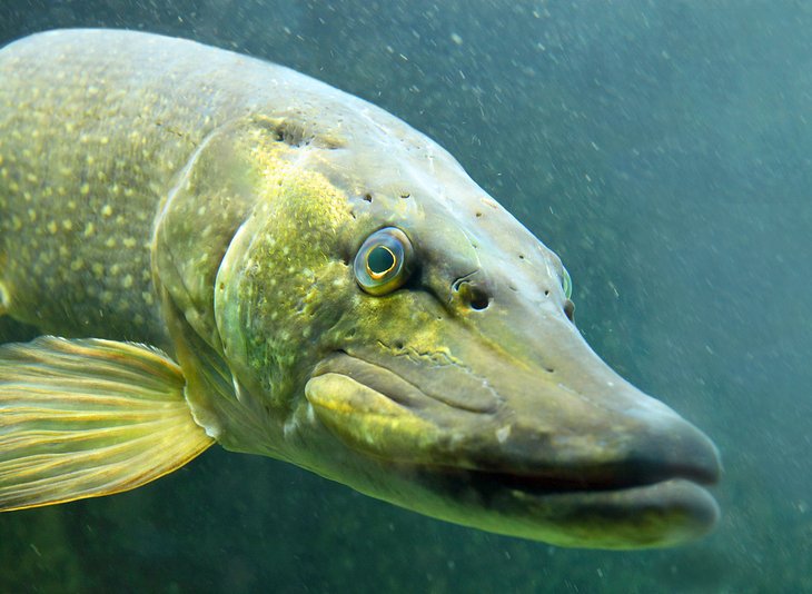 Underwater photo of a large northern pike