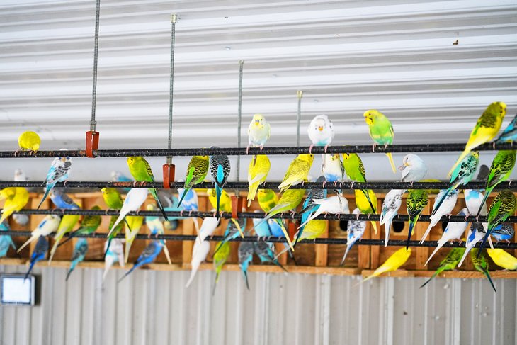 Parakeets at Timbavati Wildlife Park, Wisconsin Dells