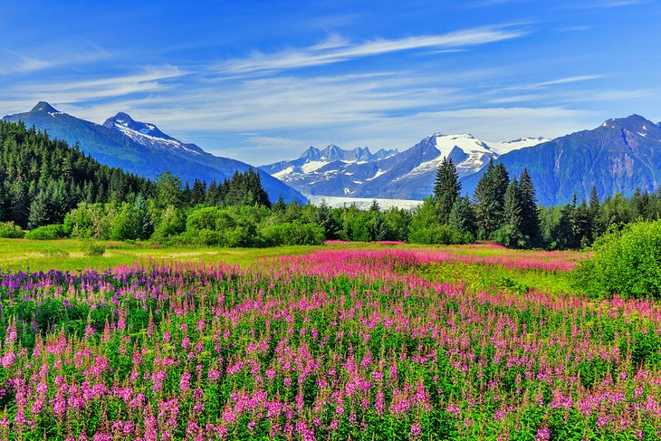 Fireweed in bloom at the Mendenhall Glacier viewpoint