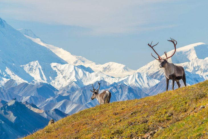 Caribou in front of Mount Denali