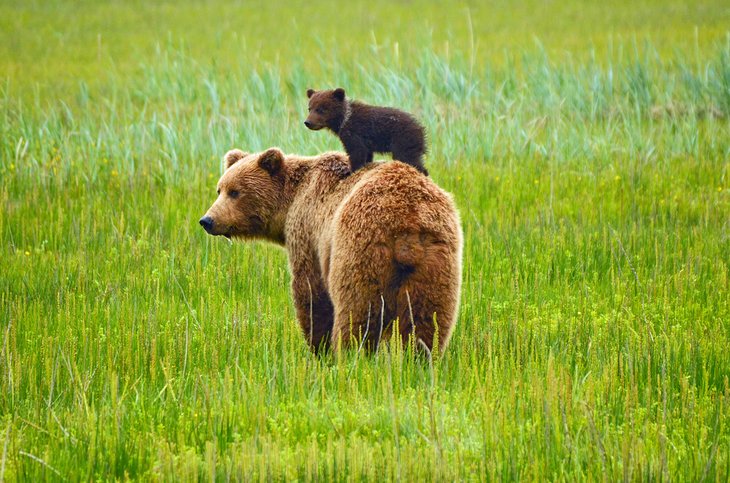Brown bears in Alaska