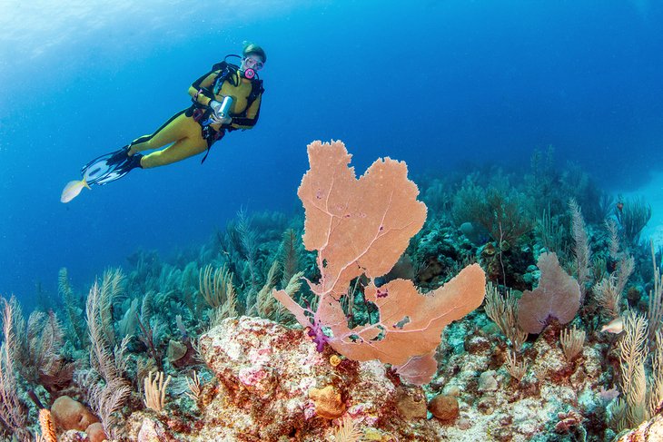Scuba diving in Belize