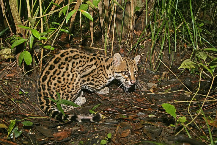 Ocelot in Belize