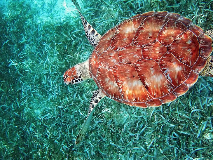 Turtle in the Hol Chan Marine Reserve