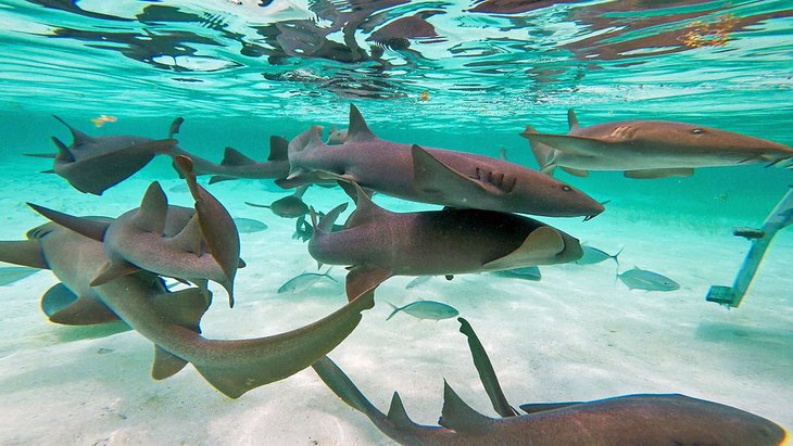 Nurse sharks at Shark Ray Alley