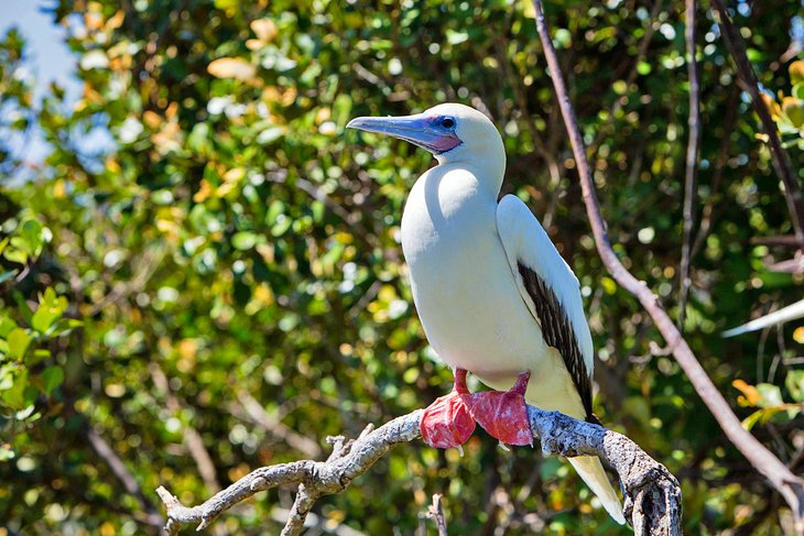 Red-footed booby at Half Moon Caye