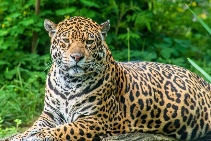 Jaguar au Bélize