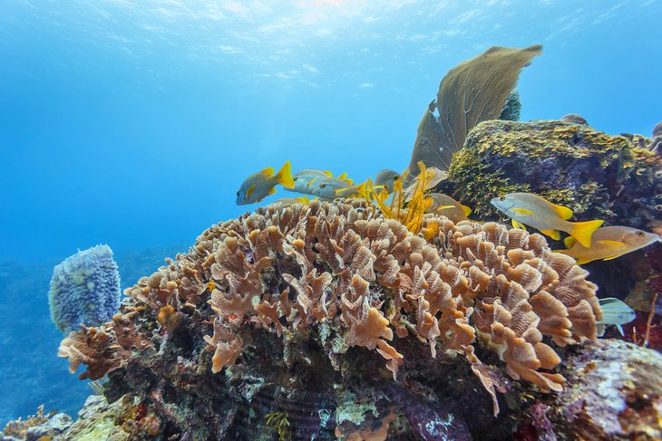 Hol Chan Marine Reserve