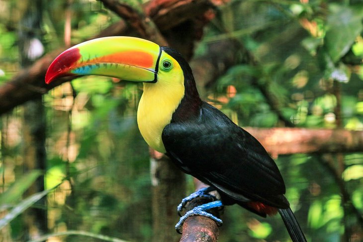 Keel-billed toucan at the Belize Zoo