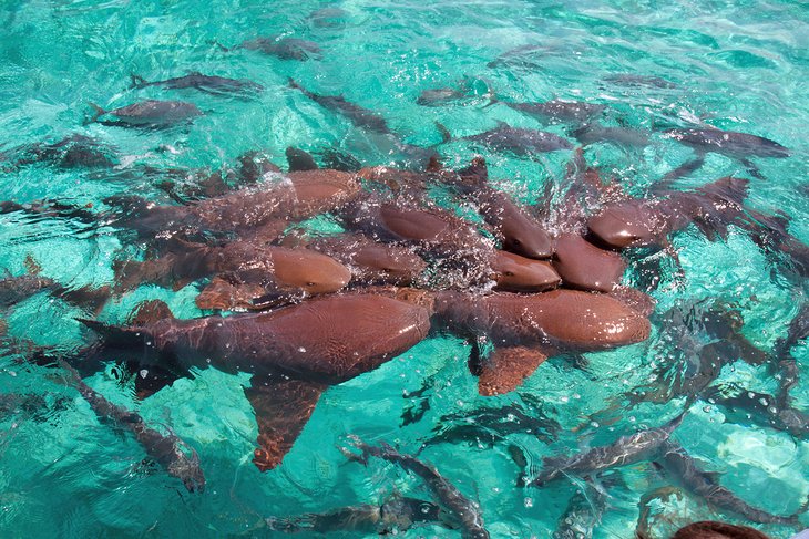 Nurse sharks at Shark Ray Alley