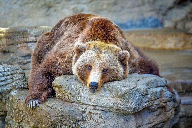 A sleepy bear at Denver Zoo