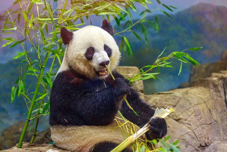 Giant Panda at the National Zoo in Washington, D.C.