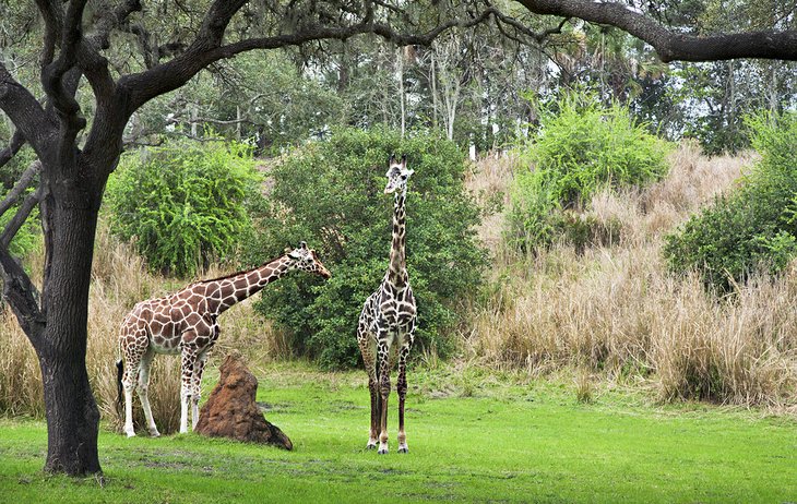 Best Destinations for Family Travel in 2022 Giraffes at Disney's Animal Kingdom Park, Orlando, Florida