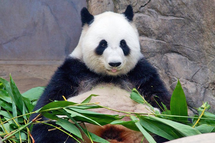 Panda at the San Diego Zoo