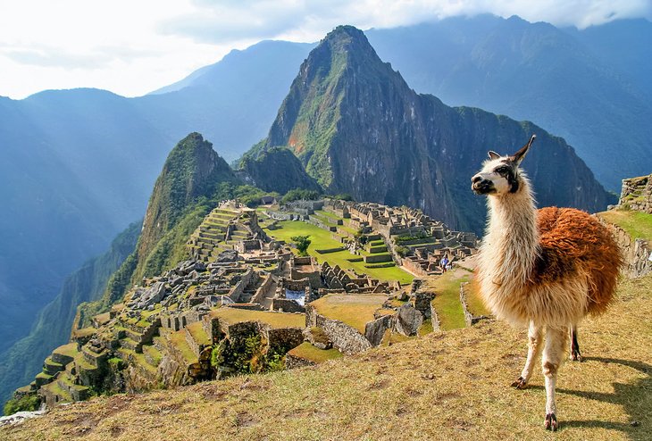 Llama and Machu Piccu