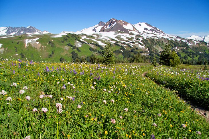 Alpine wildflowers in Whistler