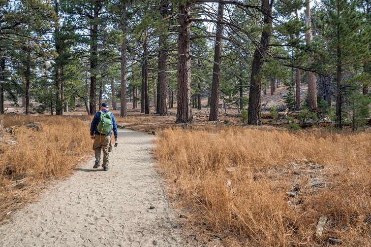 Hiker in Mt. San Jacinto State Park