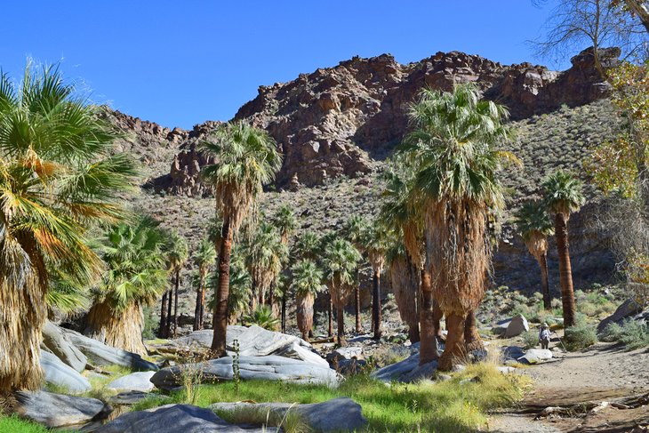 Palm Canyon Trail