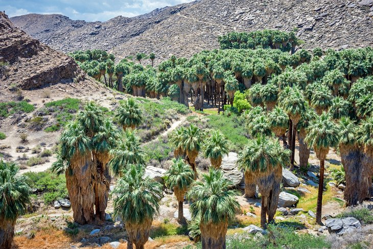 Palms in the Indian Canyons