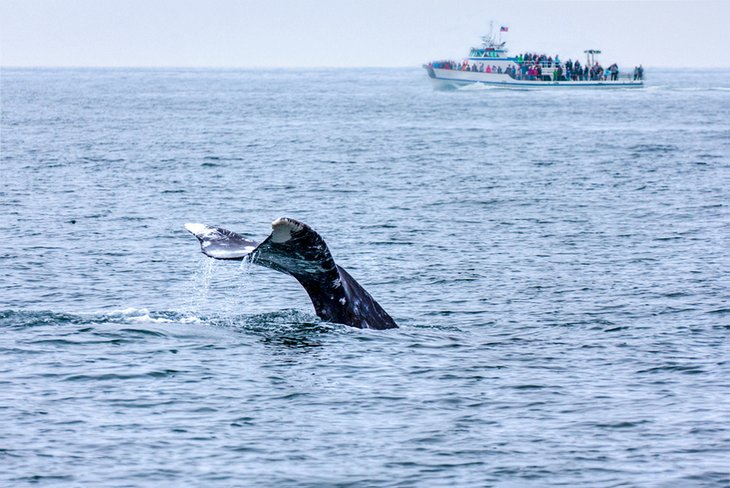 Whale watching in San Diego