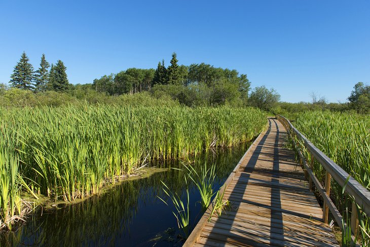 Boardwalk through a marsh in Riding Mountain National Park