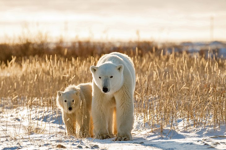 Polar bears near Churchill, Manitoba