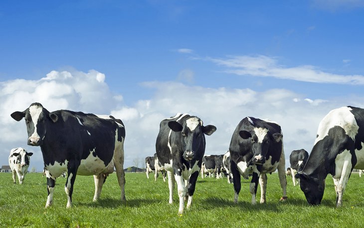 Holstein Friesian cows