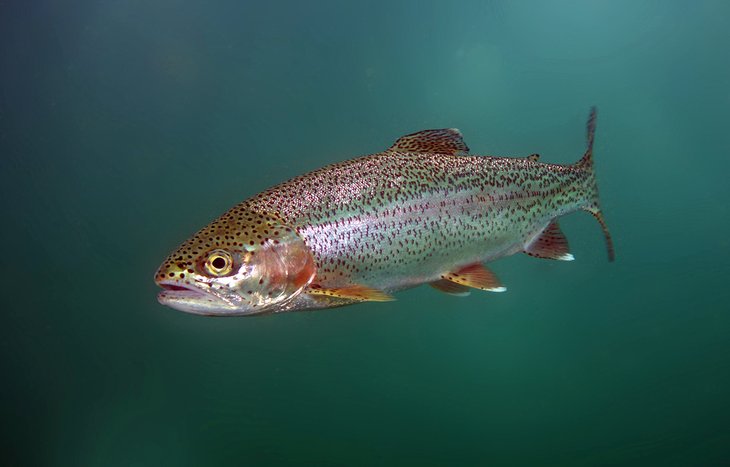 Rainbow trout