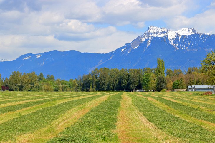 Farmland and Sumas Mountain