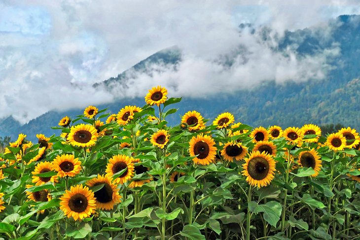 Sunflowers in Abbotsford