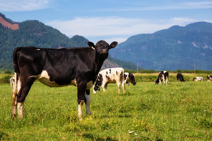 Cows on a Chilliwack farm