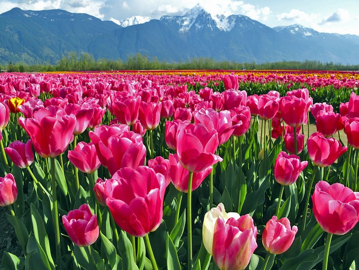 Tulip fields in Chilliwack