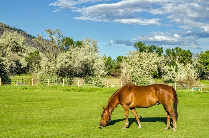 Horse grazing in Kamloops