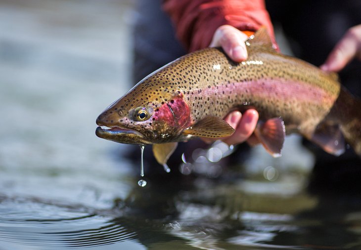 Rainbow trout