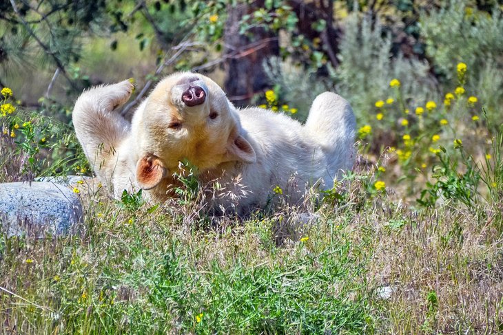 Kermode bear relaxing at the BC Wildlife Park