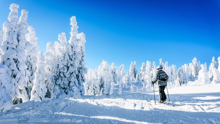 Skier and snow-covered trees at Sun Peaks Resort