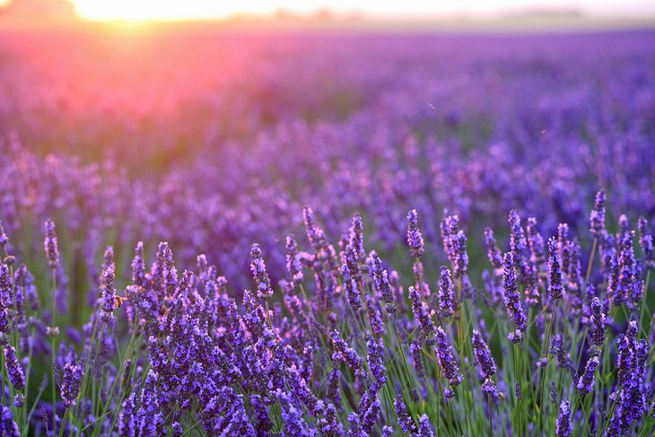 Lavender farm at sunset